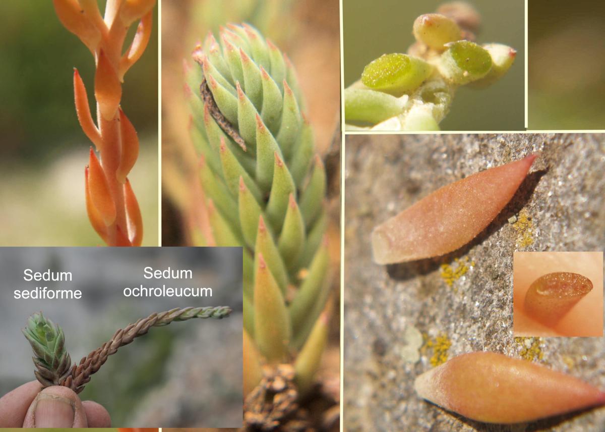 Stonecrop, [Pale yellow] leaf